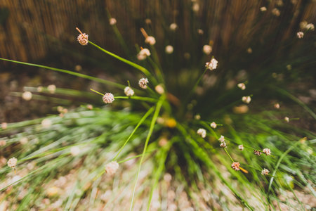 native Australian Ficinia Nodosa grass plant outdoor in sunny backyard shot at shallow depth of fieldの写真素材