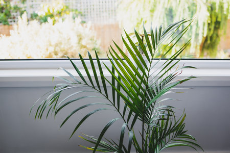 close-up of palm trees and frangipani plants in pots indoor on window seal shot at shallow depth of field with tropical backyard bokehの写真素材