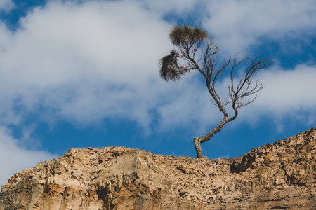 eucalytpus gum trees growing on top of rocky cliffs along the coastline of Tasmania, shot from bottom up perspective for a dramatic effectの写真素材