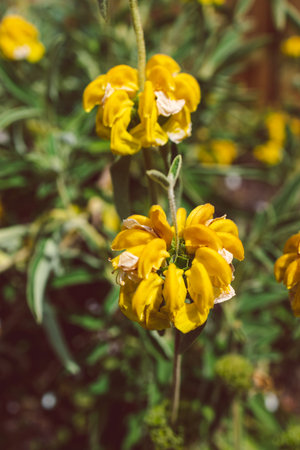 close-up of tall yellow wildflower plant outdoor shot at shallow depth of fieldの写真素材