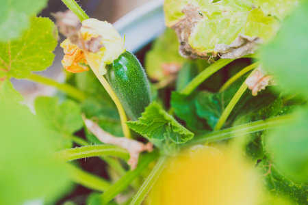 zucchini plant with baby vegetables outdoor in sunny vegetable garden shot at shallow depth of fieldの写真素材