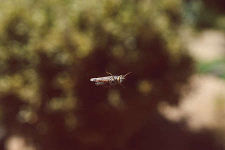 close-up of cricket on window glass with backyard bokeh and plant in the backgroundの写真素材
