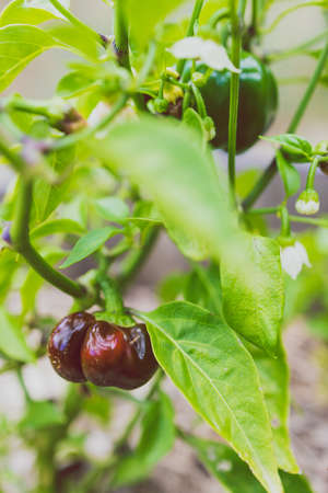 close-up of capsicum plant with mini bell peppers outdoor in sunny vegetable garden