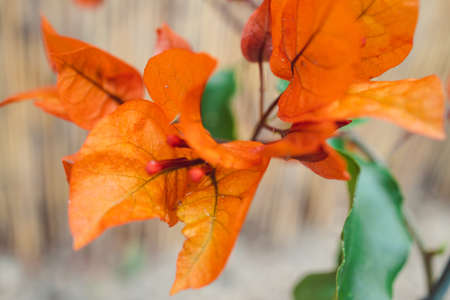 orange bougainvillea with flowers shot at shallow depth of field, gardening and botany series