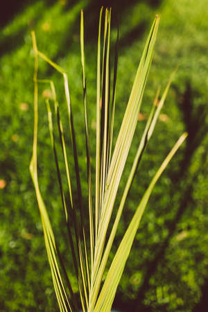 close-up of palm tree leaf outdoor in sunny backyard with lawn all around it shot at shallow depth...