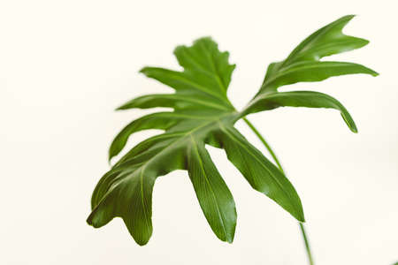 close-up of monstera plant leaf on white shot indoor from potted plant next to white wallの写真素材