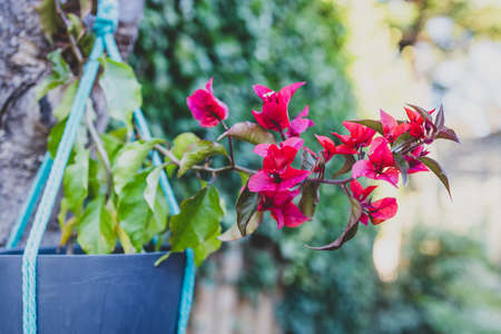 close-up of red bougainvillea in hanging pot on tree branch with backyard bokeh shot at shallow...