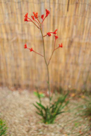 native Australian kangaroo paw plant with orange flowers outdoor in sunny backyard shot at shallow depth of fieldの写真素材