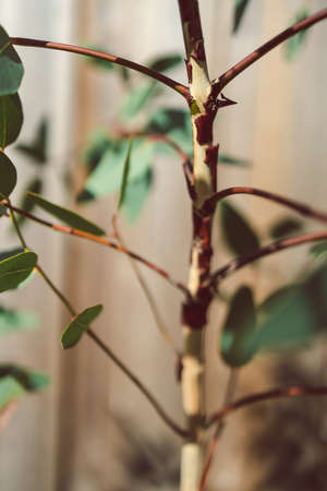 native Australian dwarf gum tree eucalyptus plant outdoor in sunny backyard shot at shallow depth of...