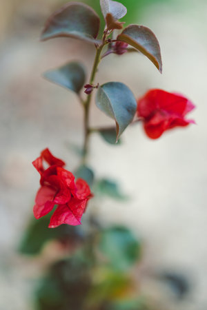close-up of red bougainvillea plant outdoor in sunny backyard shot at shallow depth of field