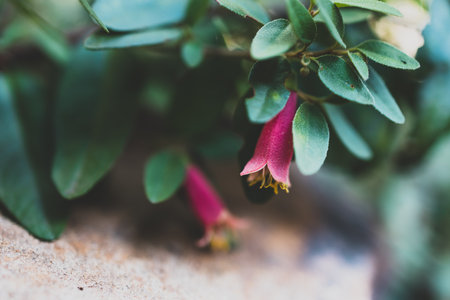 Australian native correa plant with small red flowers in sunny backyard shot at shallow depth of fieldの写真素材