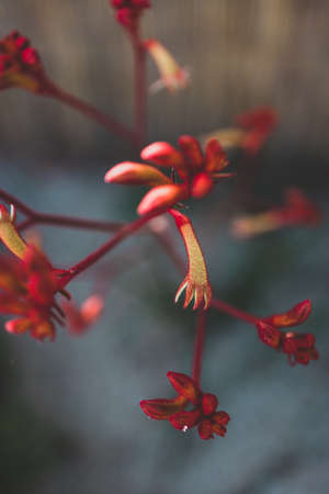 native Australian kangaroo paw Anigozanthos plant outdoor in sunny backyard shot at shallow depth of fieldの写真素材