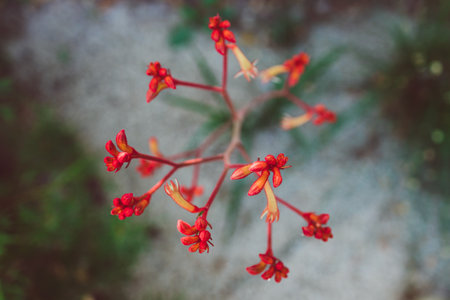 native Australian kangaroo paw Anigozanthos plant outdoor in sunny backyard shot at shallow depth of fieldの写真素材