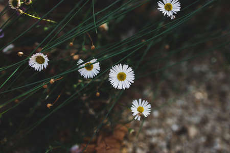 close-up of daisy plant with white and pink flowers outdoor in sunny backyard shot at shallow depth...