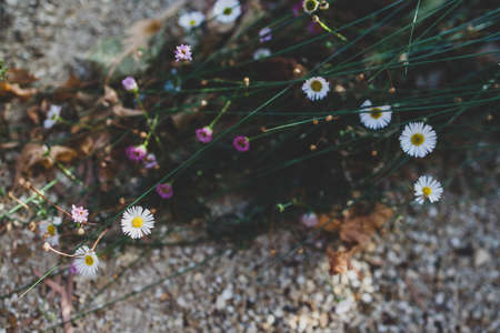 close-up of daisy plant with white and pink flowers outdoor in sunny backyard shot at shallow depth of fieldの写真素材