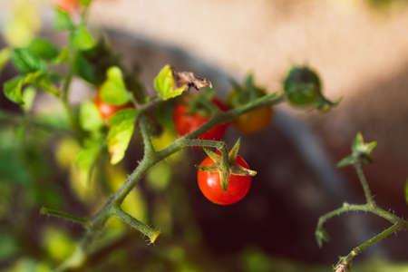 close-up of cherry tomato plant outdoor in sunny vegetable garden shot at shallow depth of field