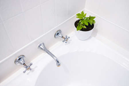maple plants in pot indoor as home decor in white bathroom on top of bathtub shot at shallow depth of fieldの写真素材