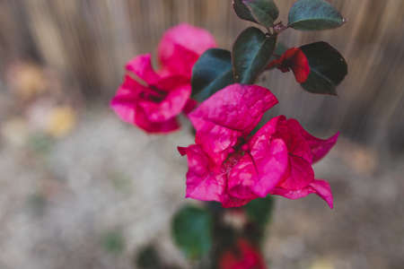 close-up of red bougainvillea plant outdoor in sunny backyard shot at shallow depth of fieldの写真素材
