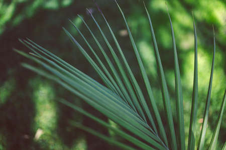 close-up of tropical palm leaf with deep green tones  outdoor in sunny backyard shot at shallow...