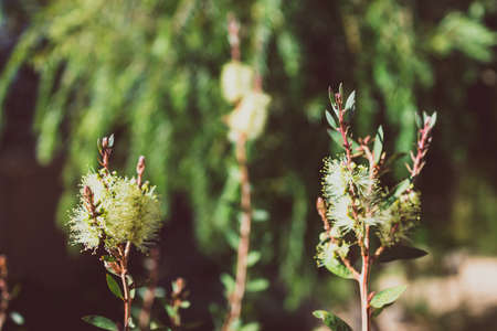 native Australian yellow bottle brush callistemon plant outdoor in sunny backyard shot at shallow...