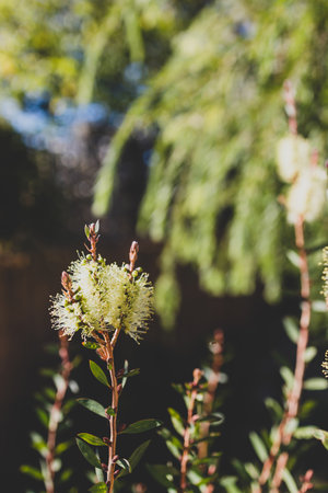 native Australian yellow bottle brush callistemon plant outdoor in sunny backyard shot at shallow depth of fieldの写真素材