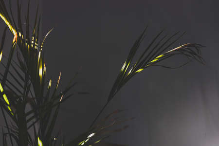 golden cane palm tree with lush leaves in pots indoor next to white wall with contrasty sunshine...