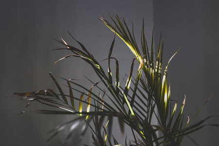 golden cane palm tree with lush leaves in pots indoor next to white wall with contrasty sunshine...