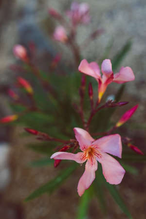close-up of pink oleander plant with flowers outdoor in sunny backyard shot at shallow depth of...