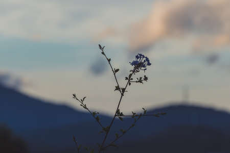 blue plumbago flowers and branch with sunset over Tasmanian mountain landscape in the background shot at shallow depth of fieldの写真素材