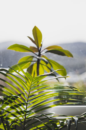 palm tree and frangipani plants in pots indoor by the window with backyards bokeh shot at shallow depth of fieldの写真素材