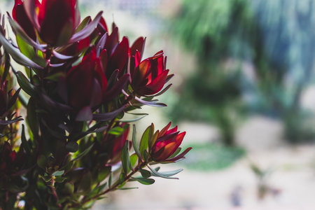 red proteas flowers in vase indoor by the window with backyard bokeh in the background shot at shallow depth of fieldの写真素材