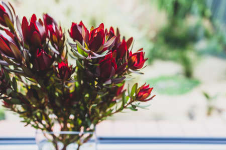 red proteas flowers in vase indoor by the window with backyard bokeh in the background shot at shallow depth of fieldの写真素材