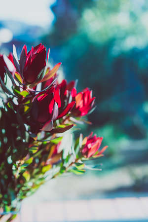 close-up of red protea flowers in pot indoor by the window with backyard bokeh in the background shot at shallow depth of fieldの写真素材