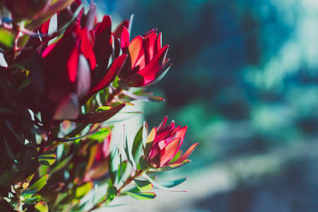 close-up of red protea flowers in pot indoor by the window with backyard bokeh in the background shot at shallow depth of fieldの写真素材