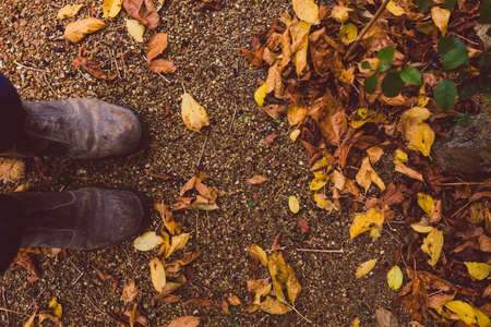 gardener's work boots stepping on idyllic autumn backyard with lots of golden and red fallen leaves...