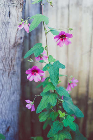 pink hibiscus plant outdoor in sunny backyard shot at shallow depth of fieldの写真素材