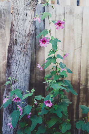 pink hibiscus plant outdoor in sunny backyard shot at shallow depth of fieldの写真素材