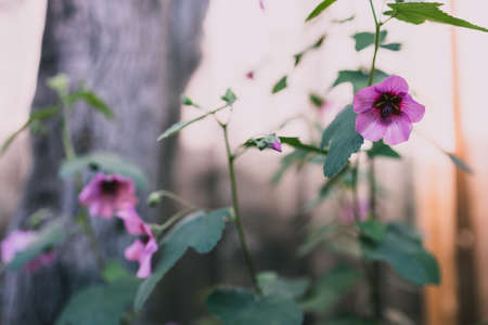 pink hibiscus plant outdoor in sunny backyard shot at shallow depth of field
