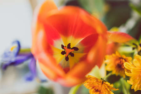 close-up of bunch of flowers with orange tulip flowers shot at shallow depth of field