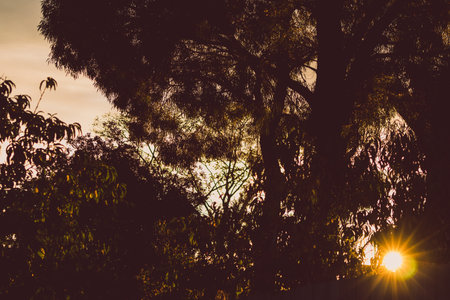 beautiful intense sunset sky with golden tones among tree silhouettes shot in Tasmania, Australiaの写真素材