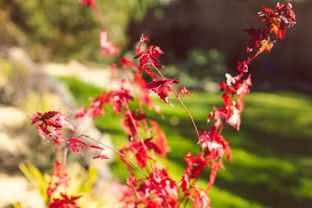 close-up of red Japanese maple plant outdoor in sunny backyard shining in the sunshine shot at...