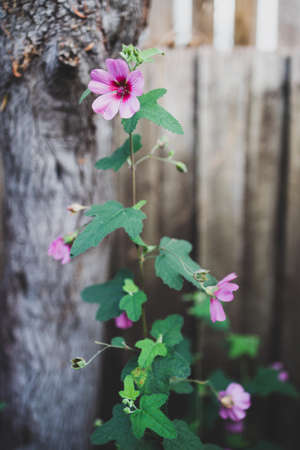 close-up of pink hibiscus plant outdoor in sunny backyard shot at shallow depth of field