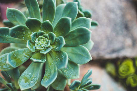 close-up of Echeveria Imbricata Blue Rose Succulent Plant outdoor in sunny backyard shot at shallow depth of fieldの写真素材