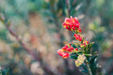 native Australian grevillea firecracker plant with red and yellow flowers outdoor in sunny backyard shot at shallow depth of fieldの写真素材