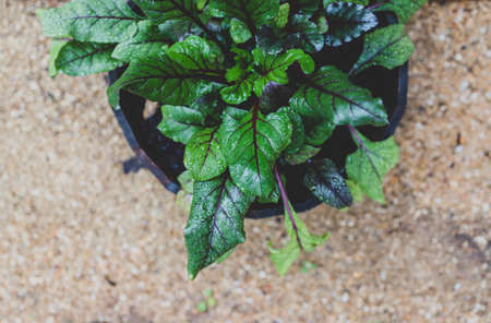close-up of beetroot plant outdoor in sunny vegetable garden shot at shallow depth of field