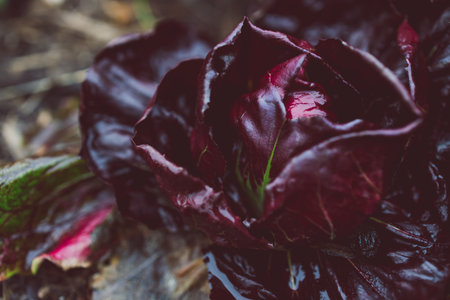close-up of radicchio plant outdoor in sunny vegetable garden shot at shallow depth of fieldの写真素材
