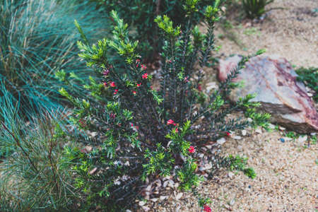 native Australian grevillea firecracker plant with red and yellow flowers outdoor in sunny backyard...