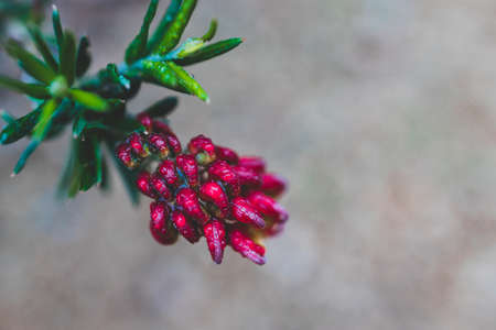 native Australian grevillea firecracker plant with red and yellow flowers outdoor in sunny backyard shot at shallow depth of fieldの写真素材