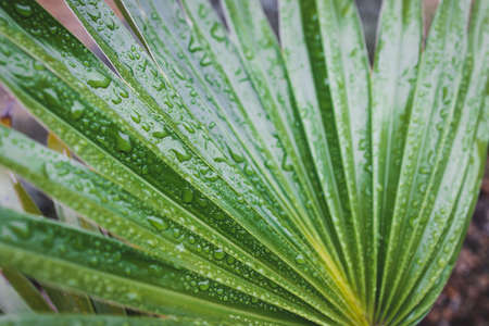 close-up of green palm leaves with rain drops from a chinese fan palm tree shot after a tropical...