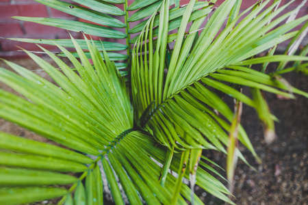 close-up of Majestic Palm Ravenea rivularis leaves growing into each other in sunny backyard shot at...